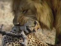 九游登录-欧国联比赛：雄狮猛虎的搏斗